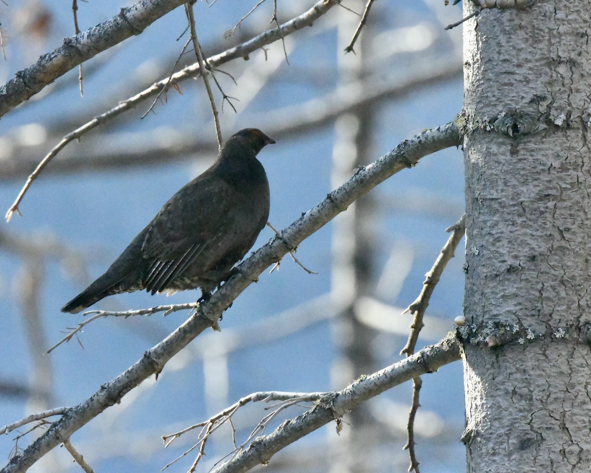 Sooty Grouse - ML588305491