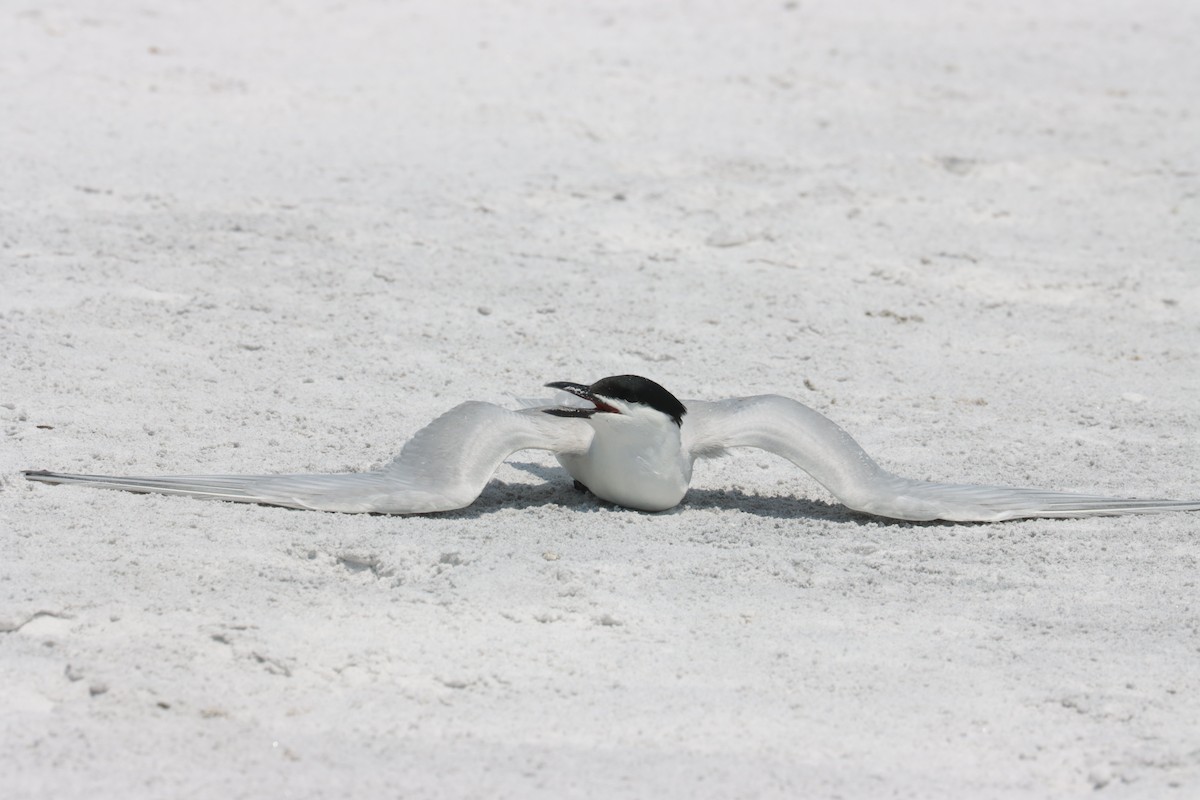 Sandwich Tern - ML588305901