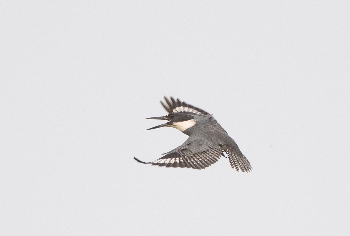 Belted Kingfisher - ML588307371