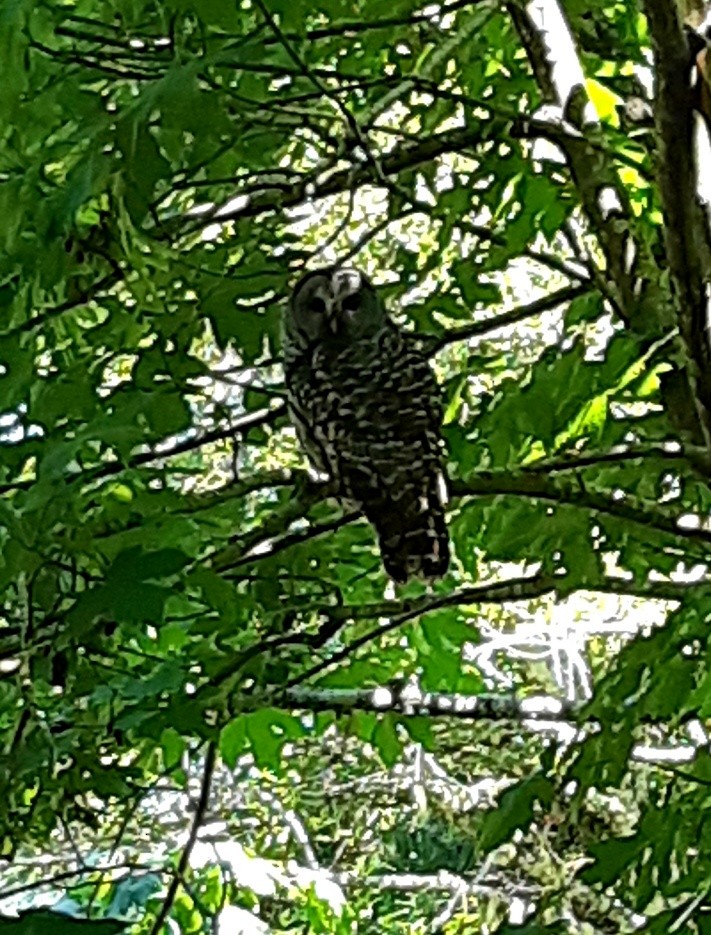 Barred Owl - ML588307571