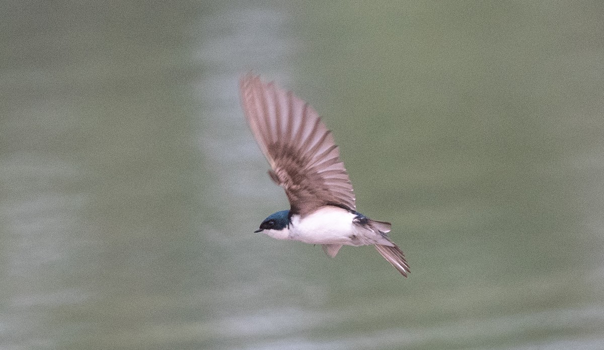 Golondrina Bicolor - ML588307631