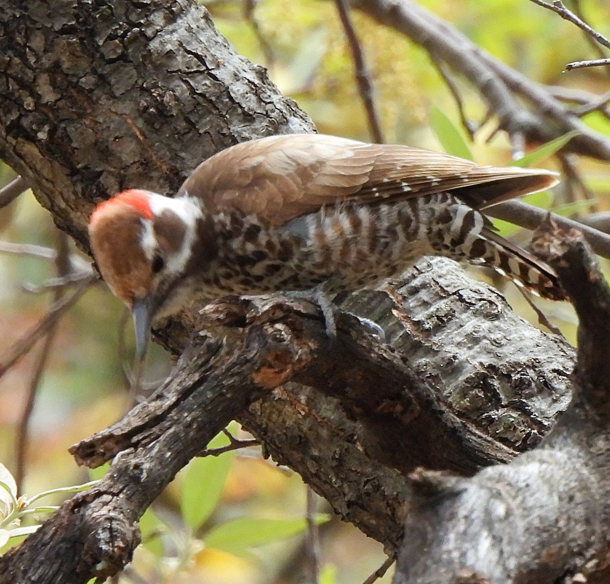 Arizona Woodpecker - ML588307901