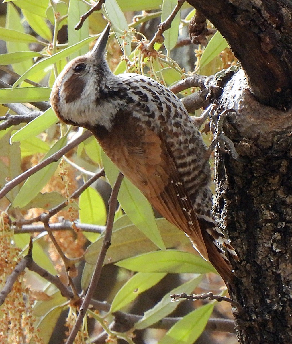 Arizona Woodpecker - ML588307921