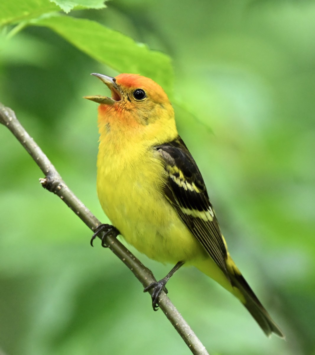 Western Tanager - ML588309591