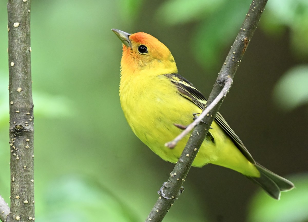 Western Tanager - ML588309601