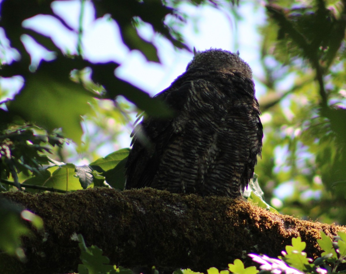 Great Horned Owl - ML588310181