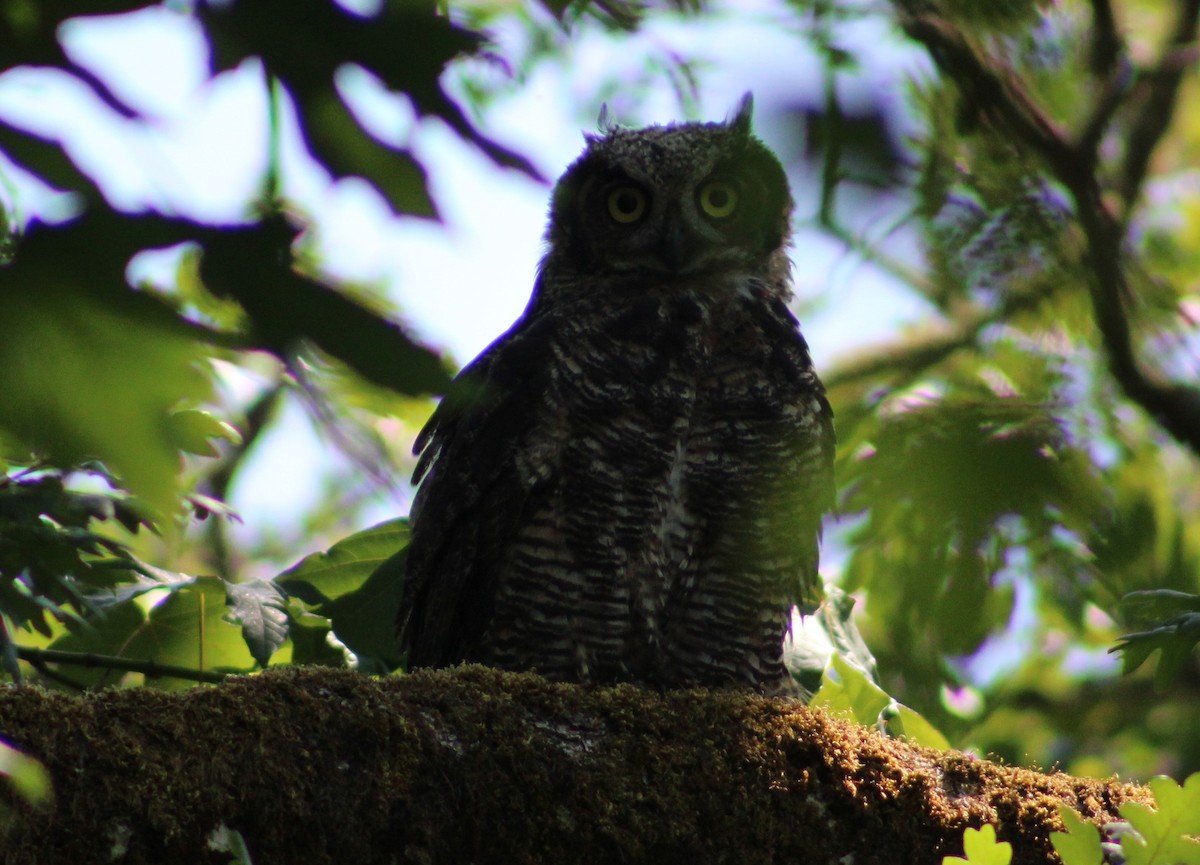 Great Horned Owl - ML588310191