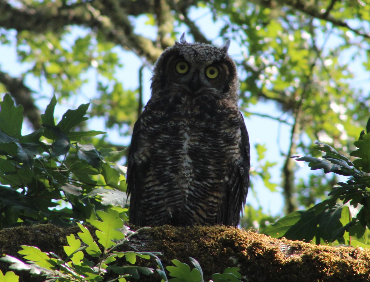 Great Horned Owl - ML588310201