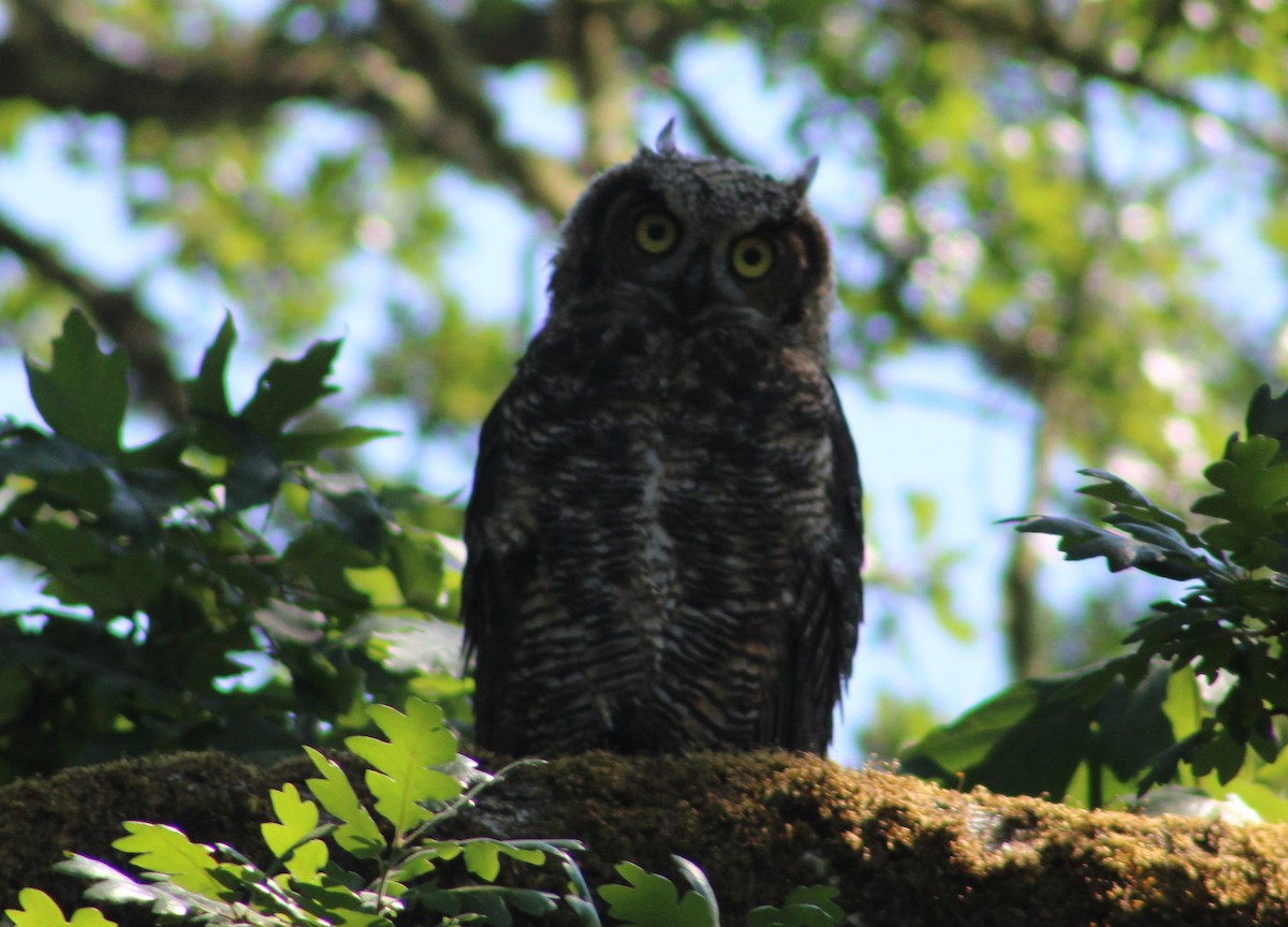 Great Horned Owl - ML588310211
