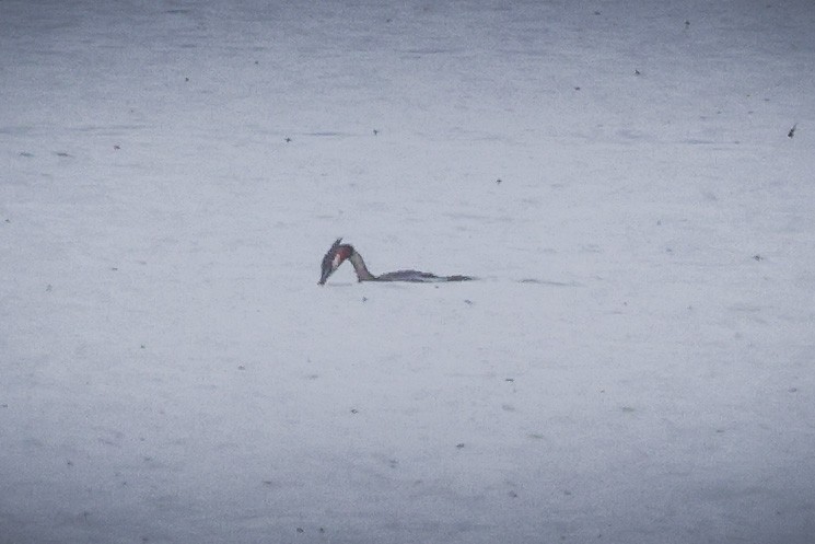 Great Crested Grebe - ML588311091