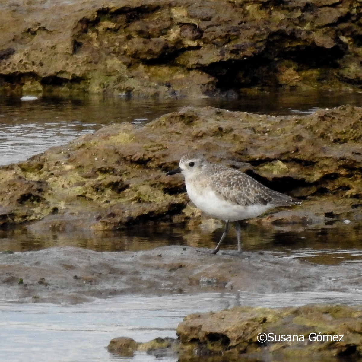 Black-bellied Plover - Susana Gómez