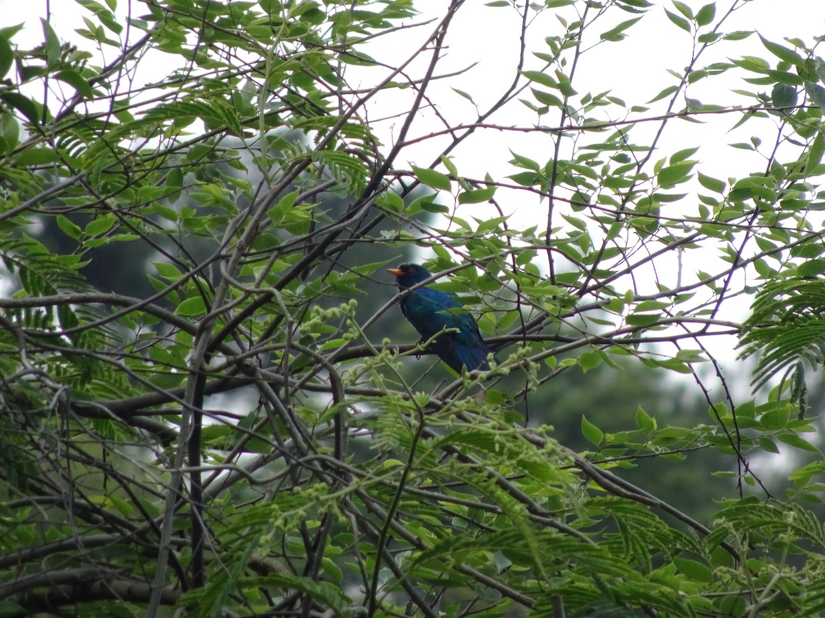 Asian Emerald Cuckoo - Michael W