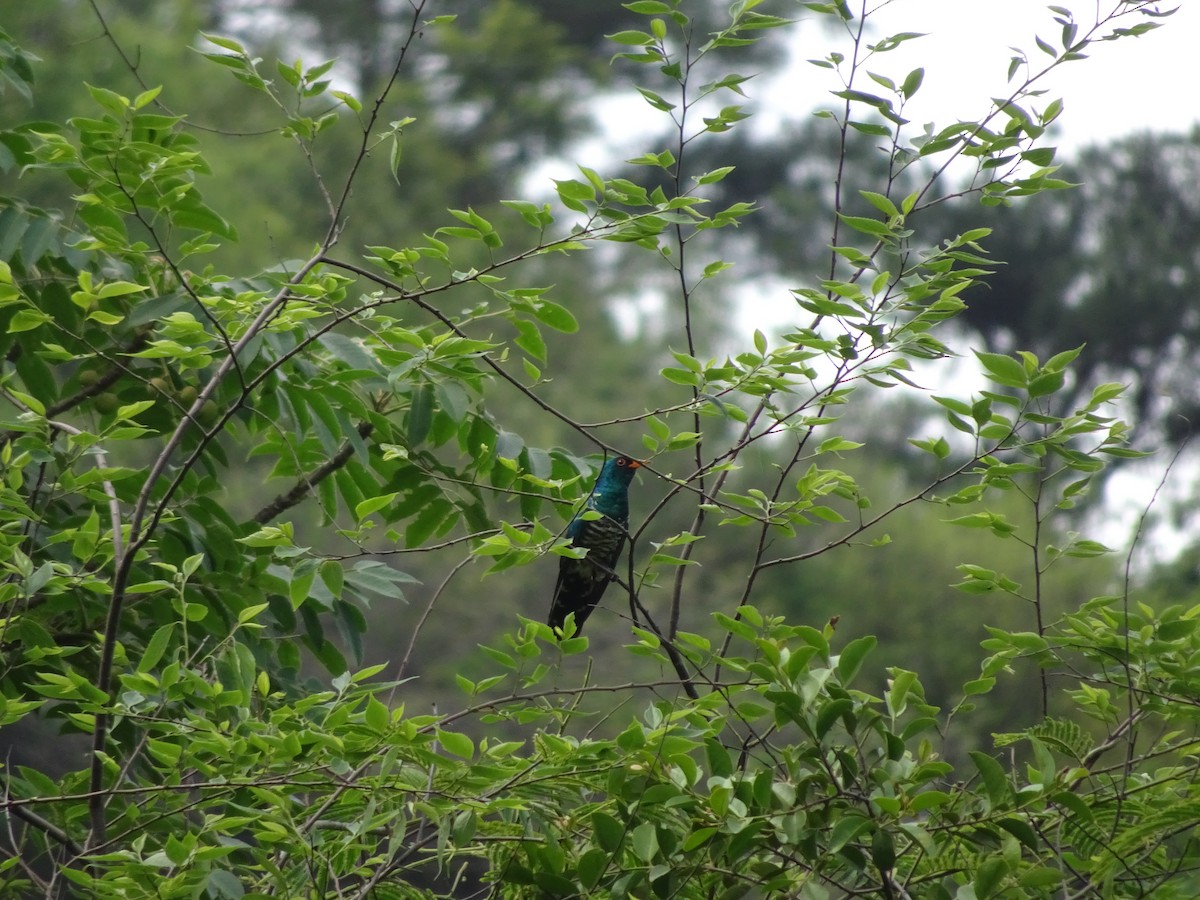 Asian Emerald Cuckoo - Michael W