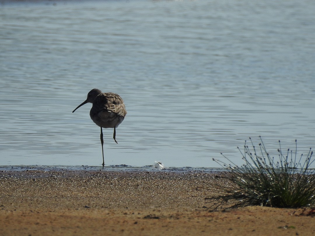 Stilt Sandpiper - ML588312781