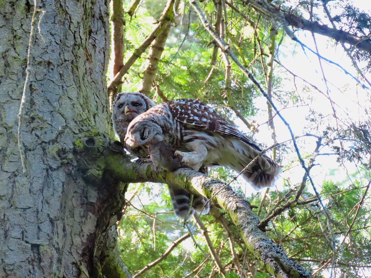 Barred Owl - ML588314761