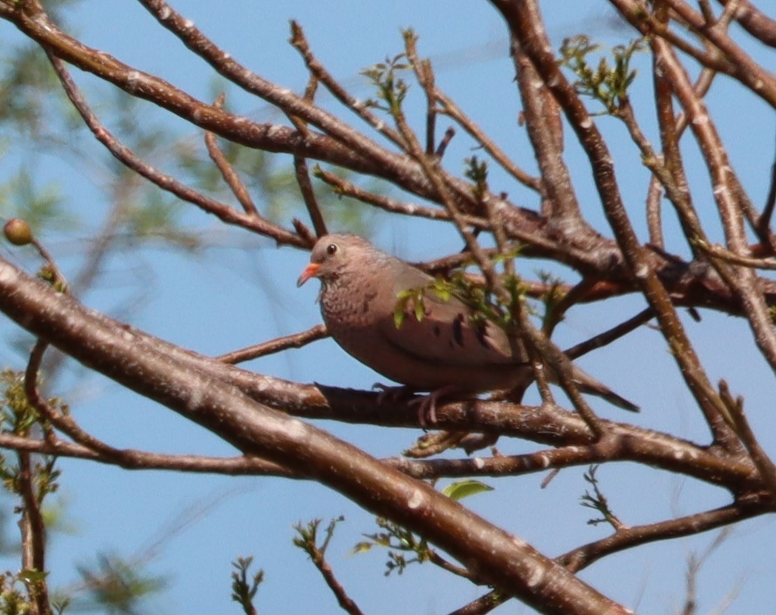 Common Ground Dove - Janet Phillips