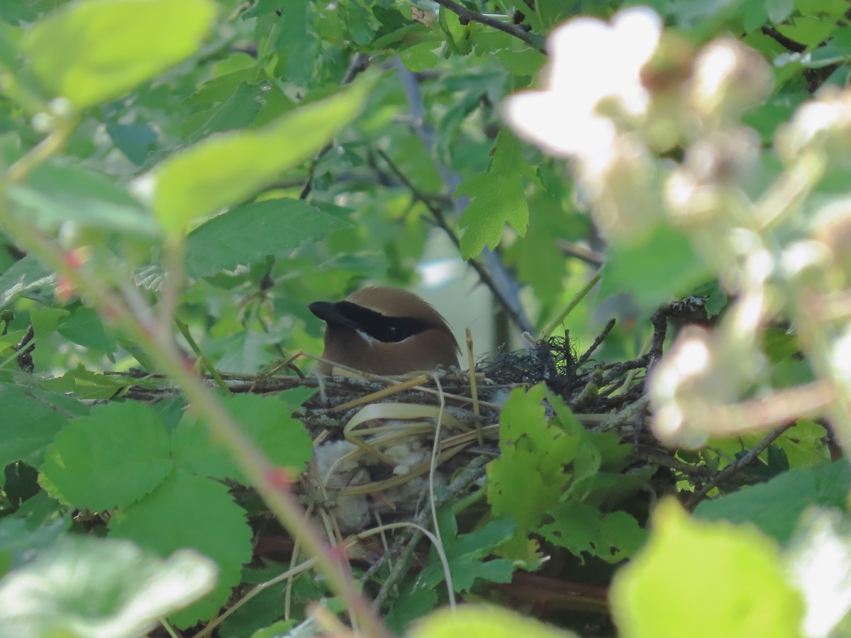 Cedar Waxwing - ML588314851