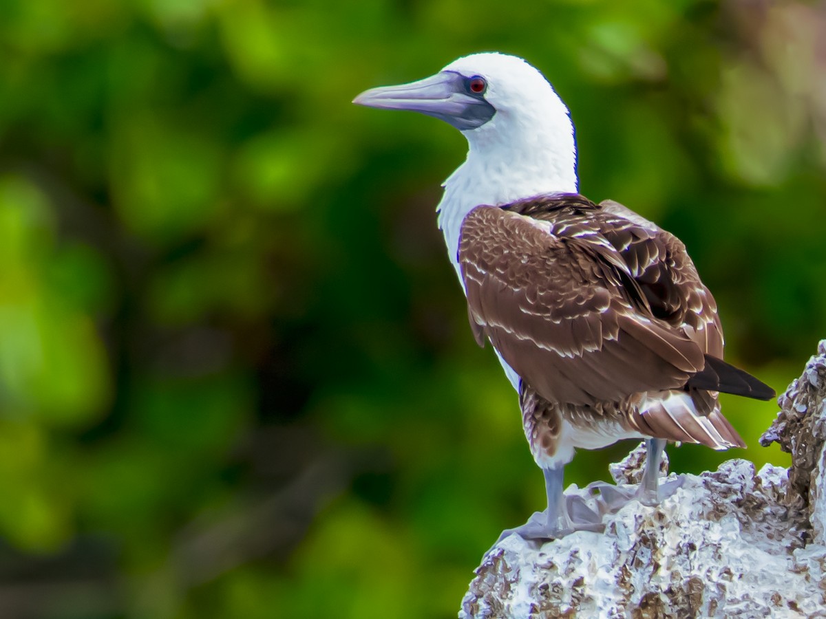 Peruvian Booby - Fernando Barrantes