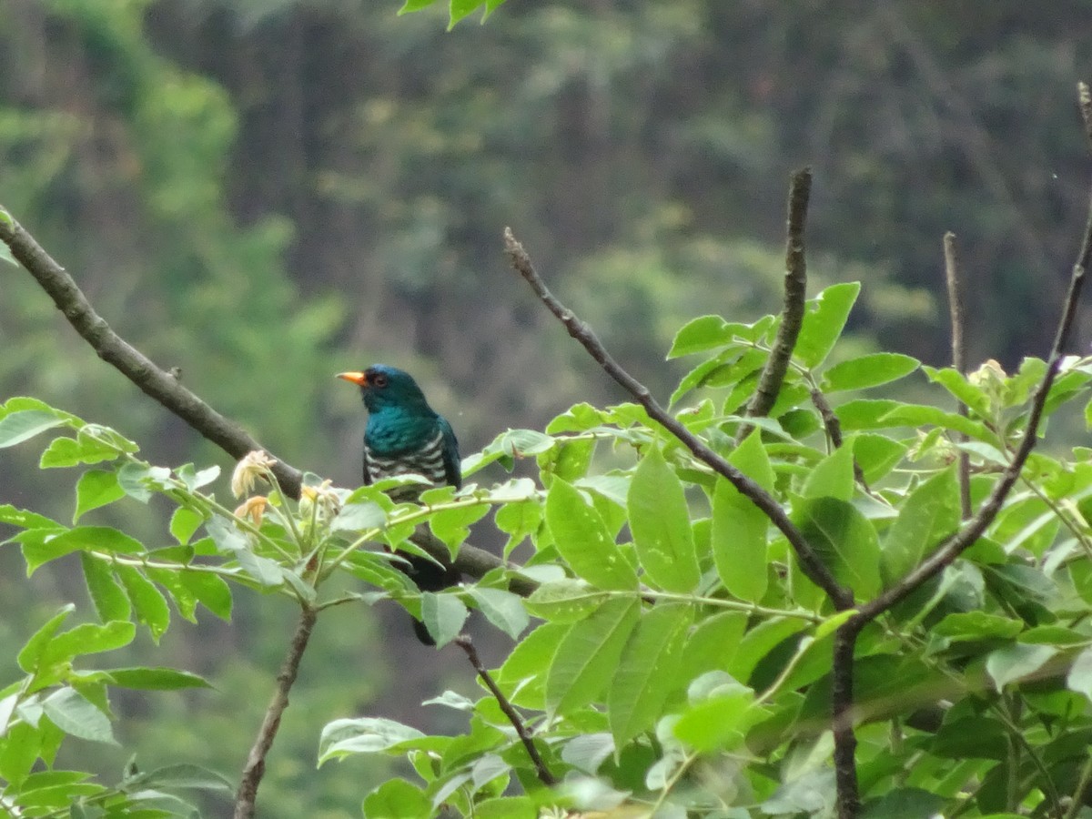 Asian Emerald Cuckoo - Merganser Man