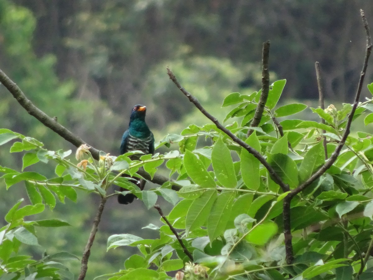 Asian Emerald Cuckoo - Merganser Man