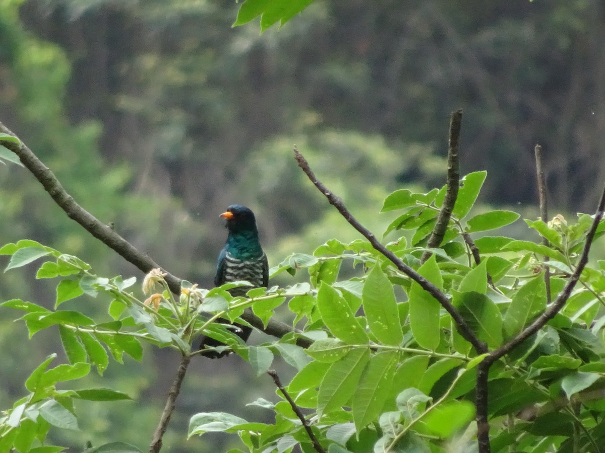 Asian Emerald Cuckoo - Merganser Man