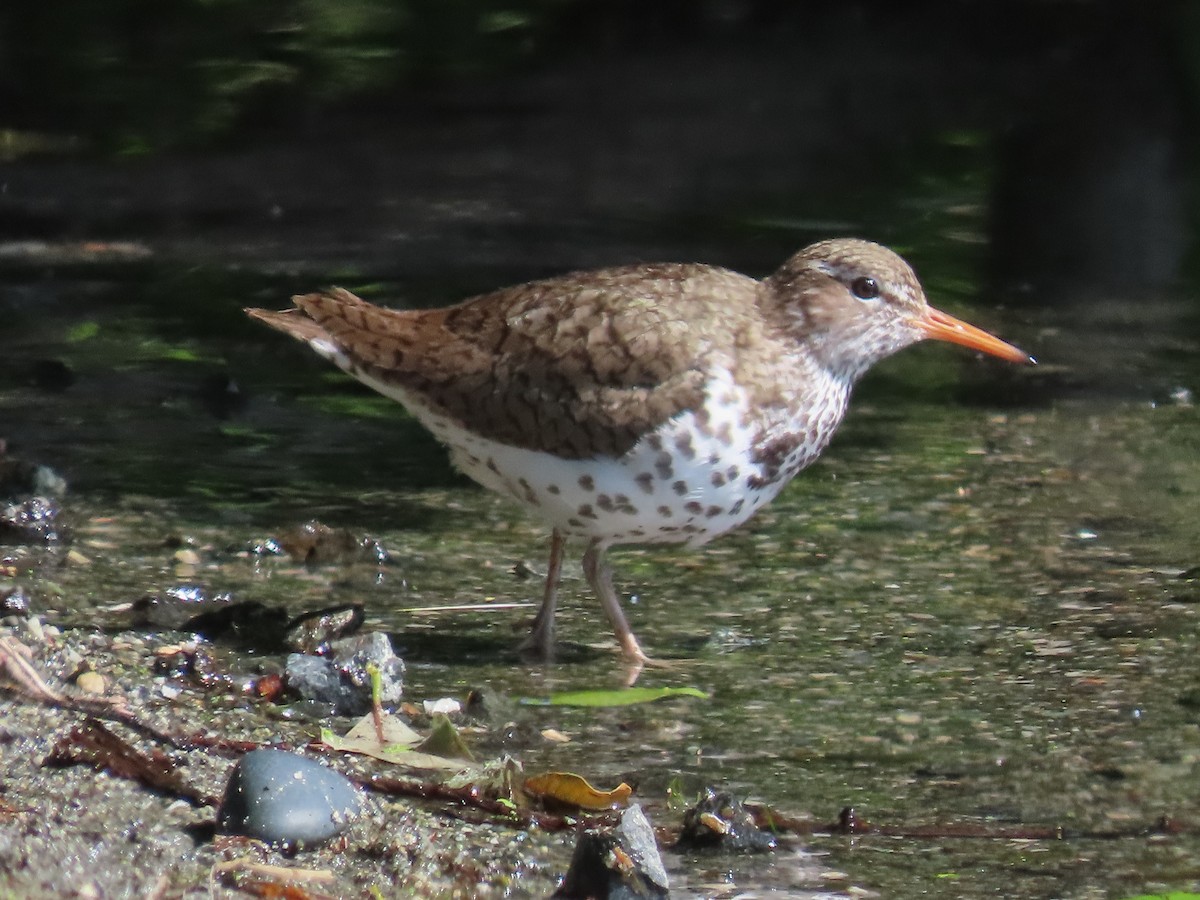 Spotted Sandpiper - ML588315221