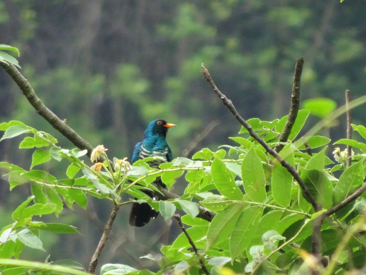 Asian Emerald Cuckoo - Merganser Man