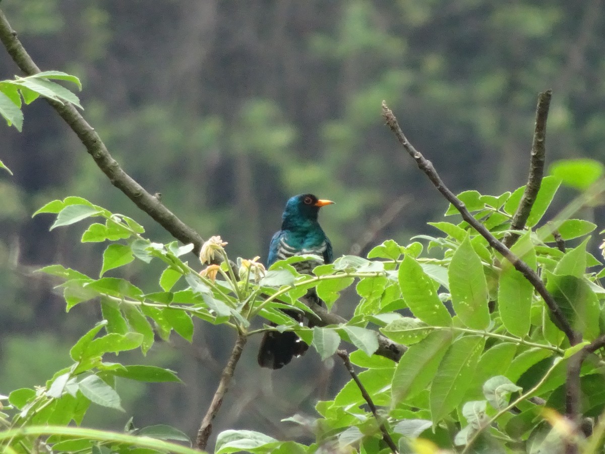 Asian Emerald Cuckoo - Merganser Man