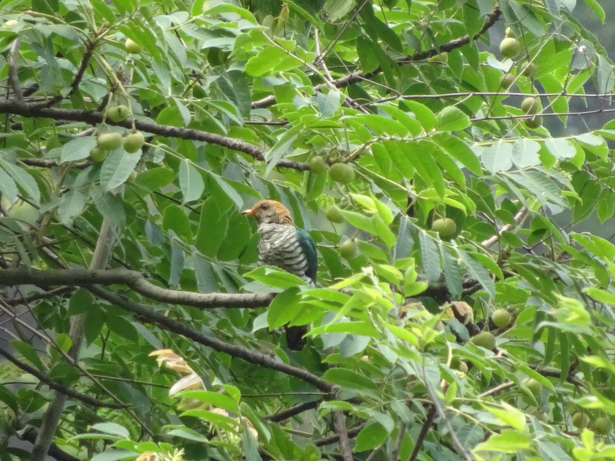 Asian Emerald Cuckoo - Merganser Man