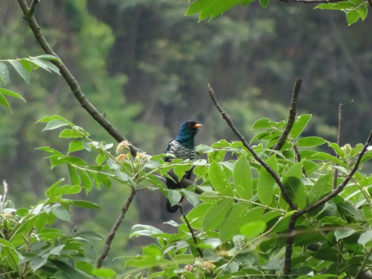 Asian Emerald Cuckoo - Merganser Man