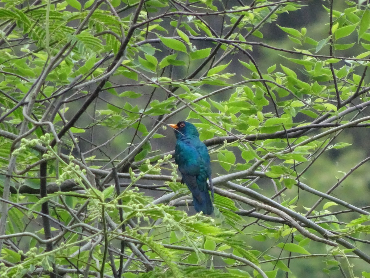 Asian Emerald Cuckoo - Merganser Man