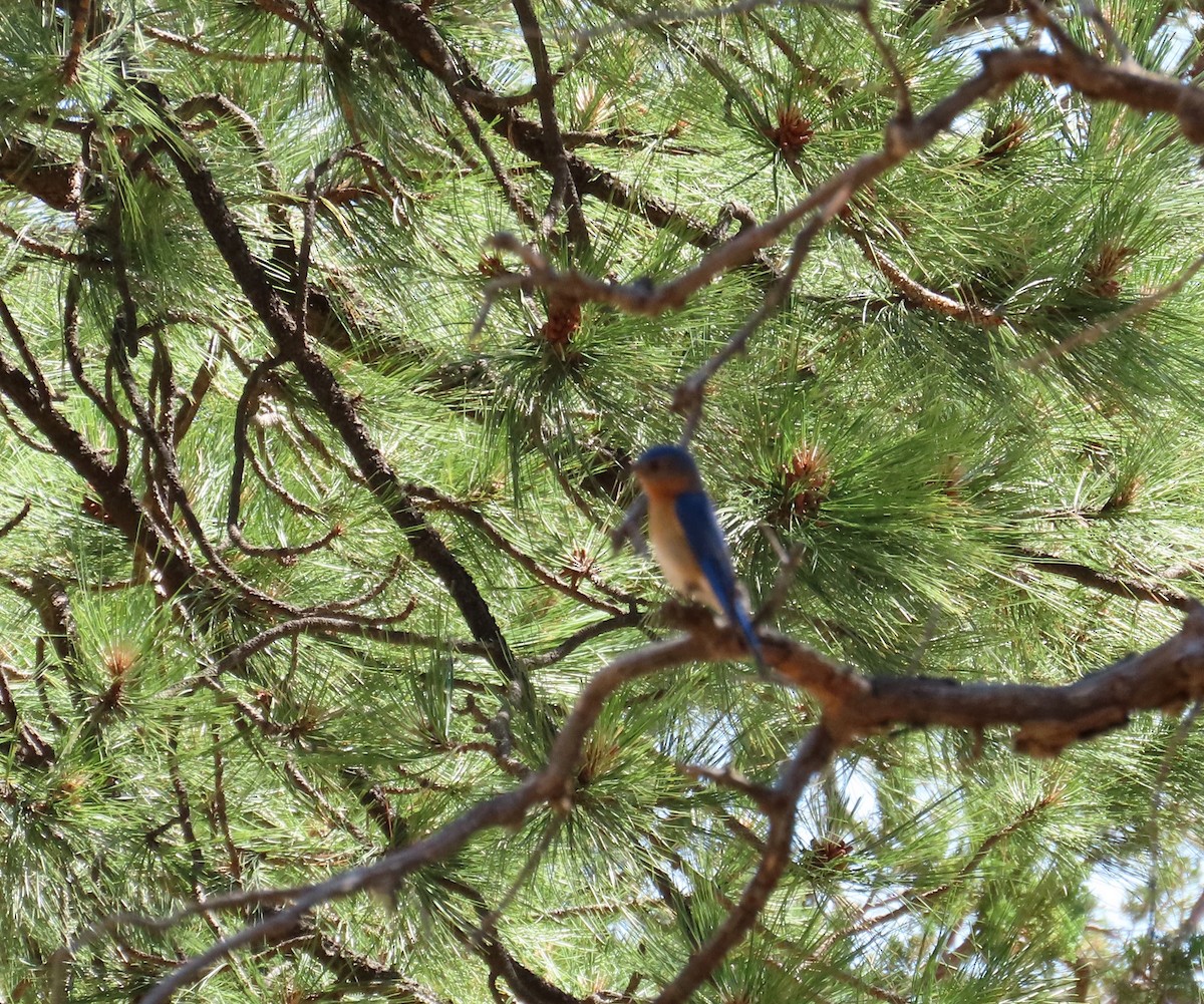 Eastern Bluebird - ML588316911