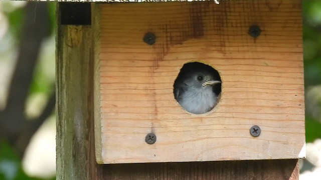 Tufted x Black-crested Titmouse (hybrid) - ML588317081