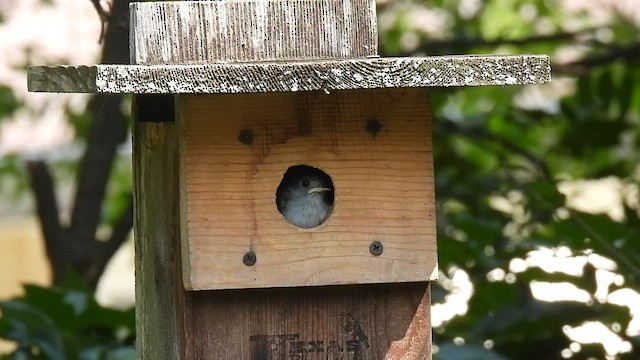 Tufted x Black-crested Titmouse (hybrid) - ML588317301
