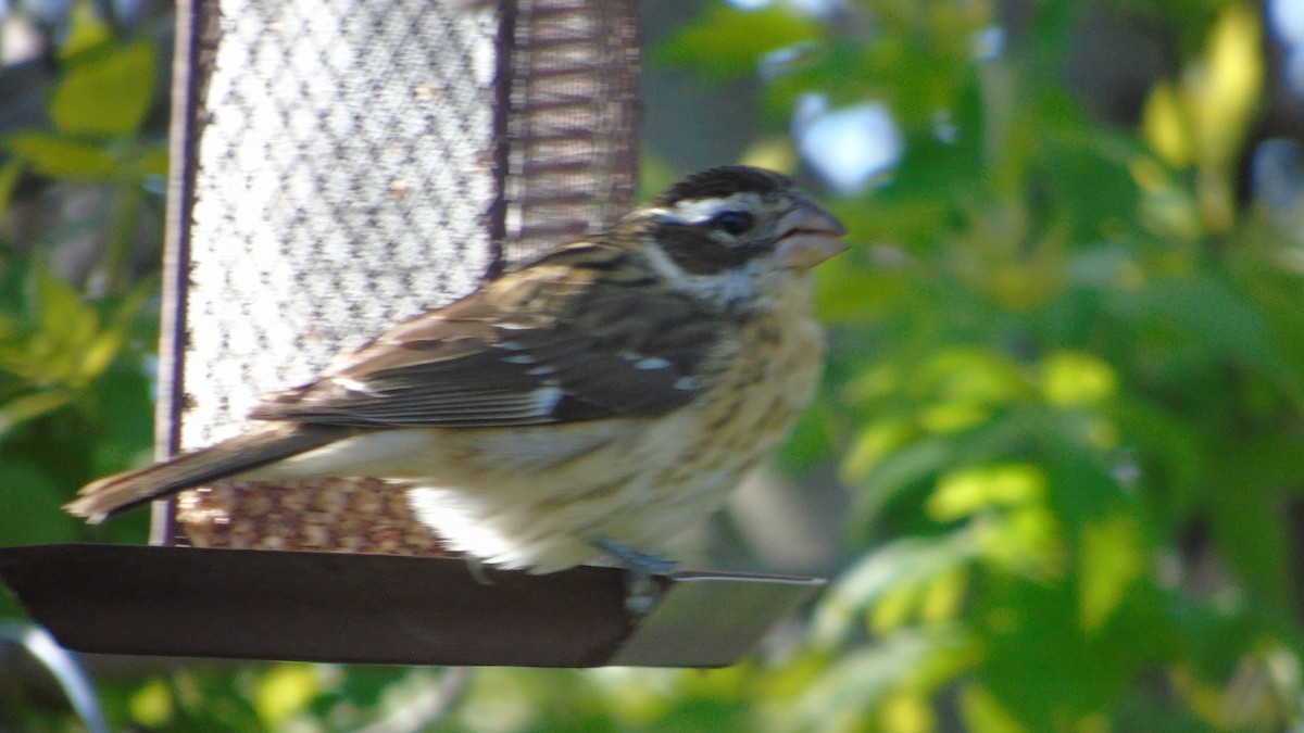 Rose-breasted Grosbeak - ML58831731