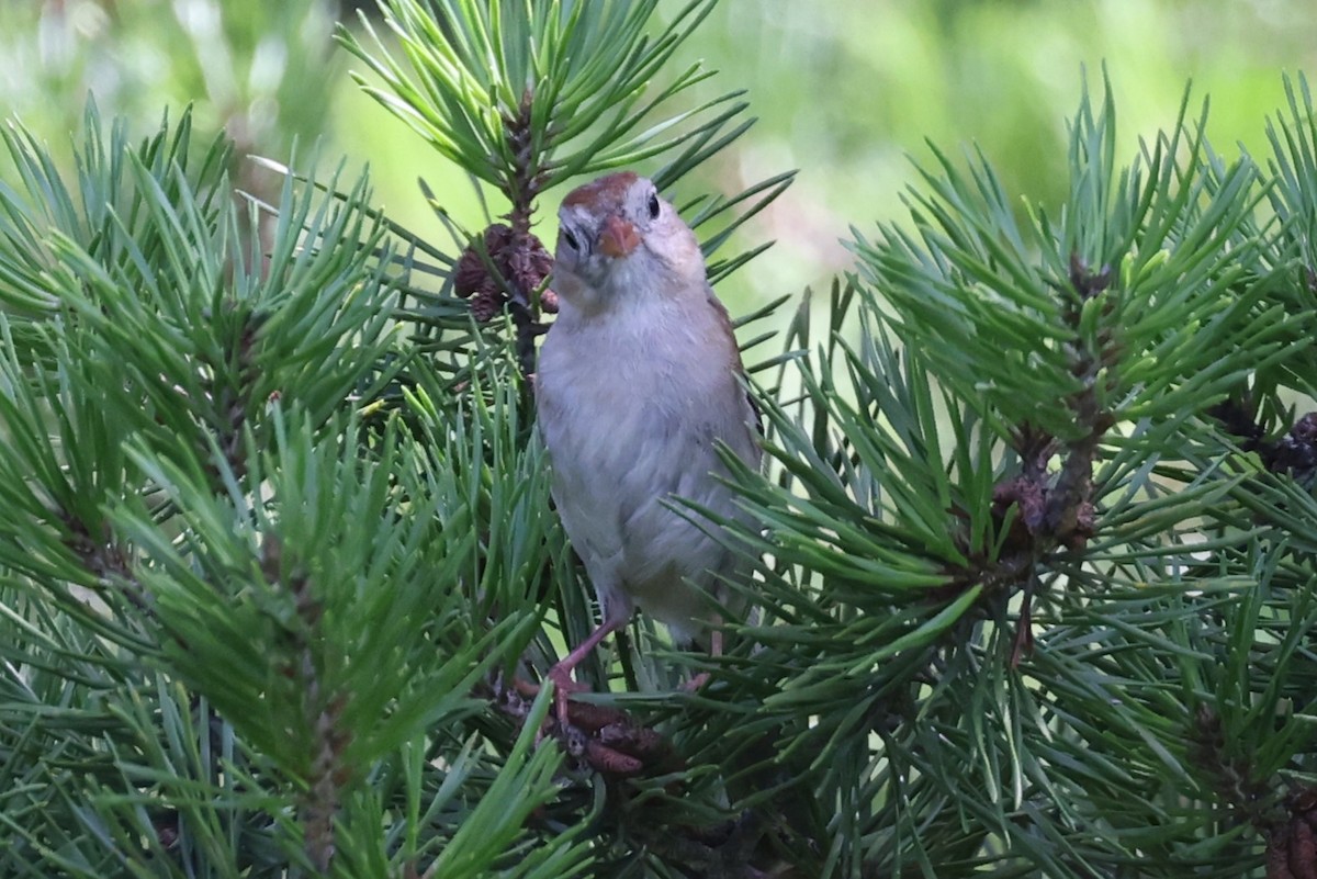 Field Sparrow - ML588317351