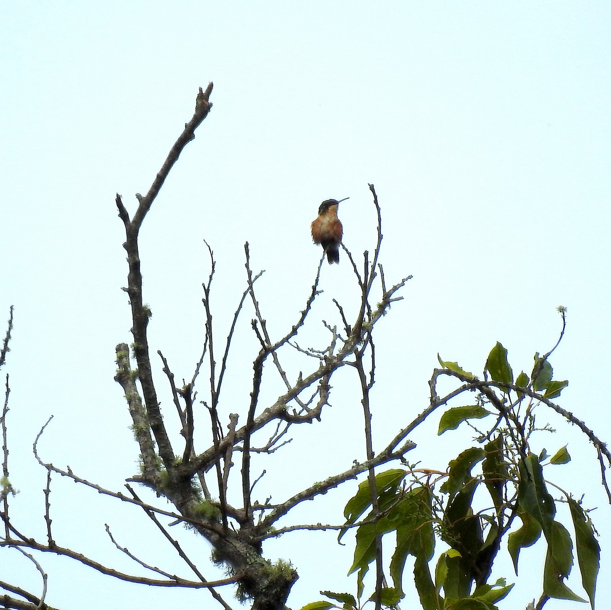 Colibrí Astral - ML588318071