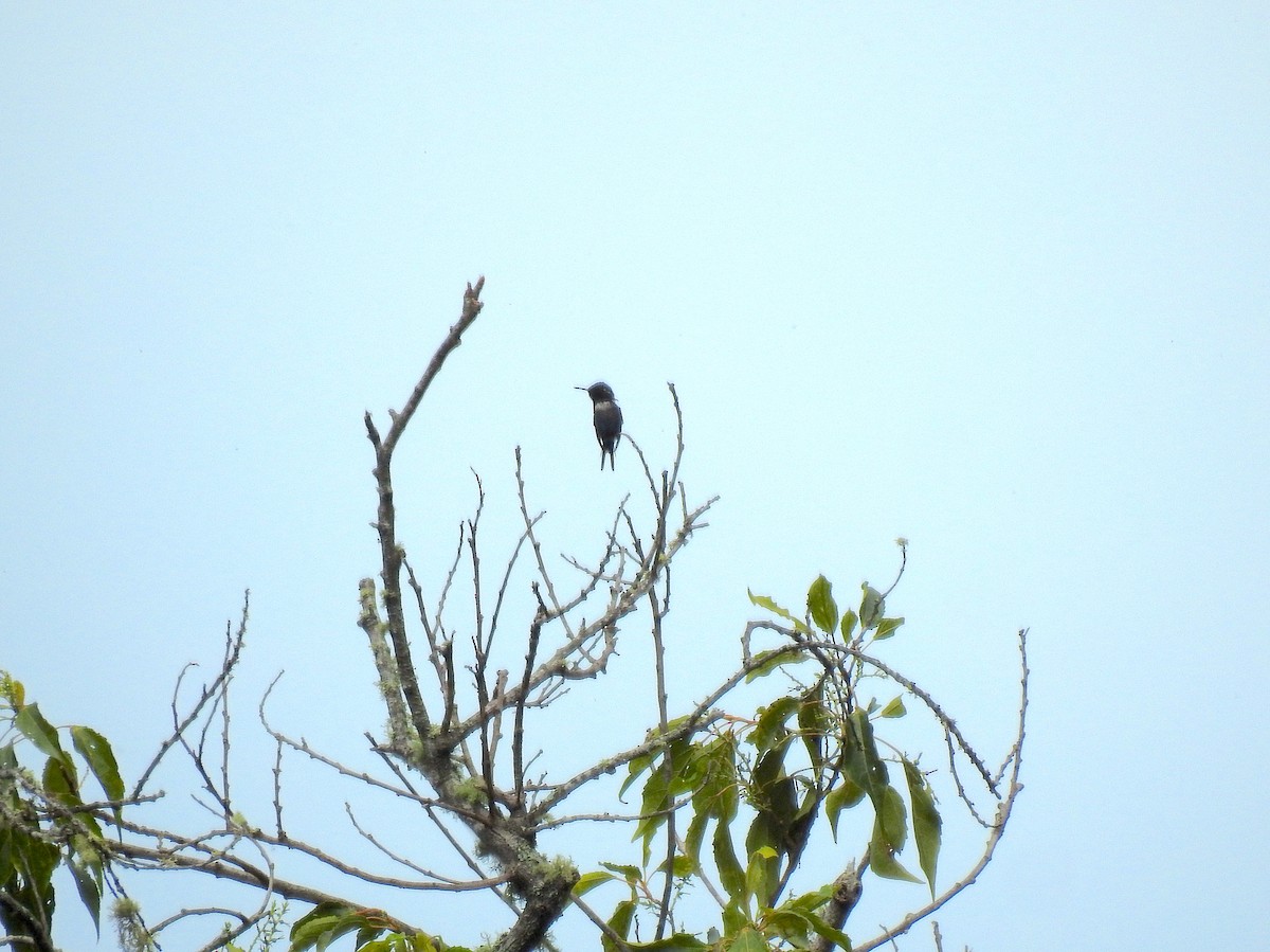 Colibrí Astral - ML588318101