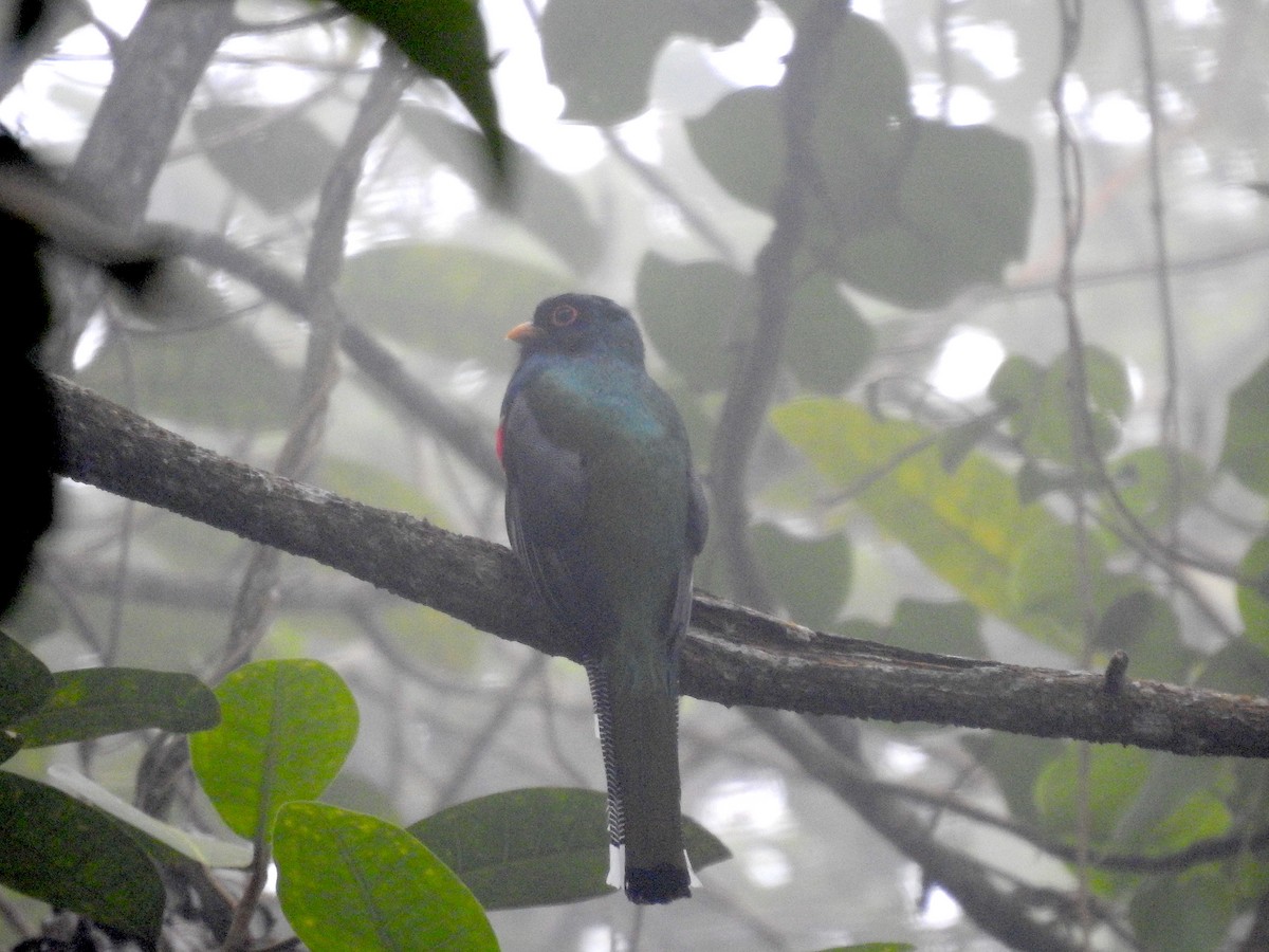 Masked Trogon - ML588318641