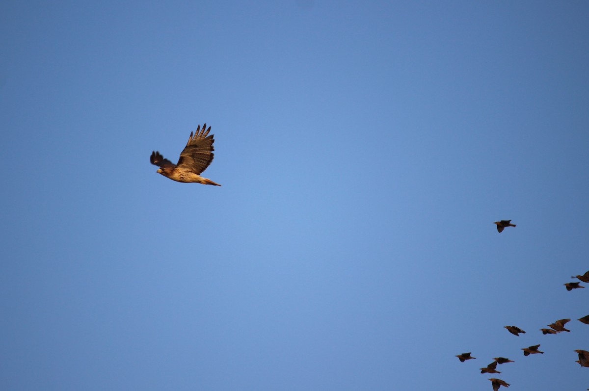 Red-tailed Hawk - ML588319081