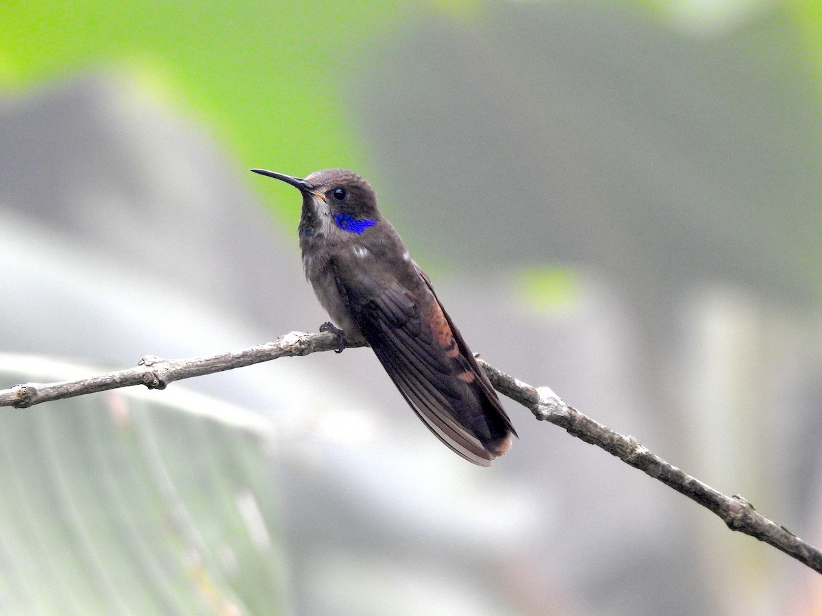 Brown Violetear - ML588319141