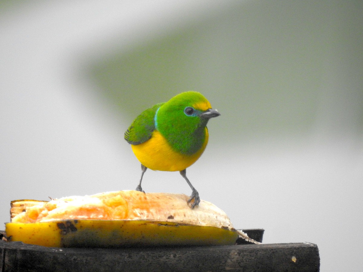 Blue-naped Chlorophonia - ML588319301