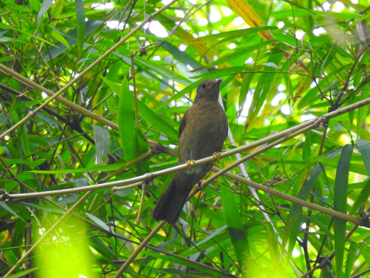 Black-hooded Thrush - ML588319391