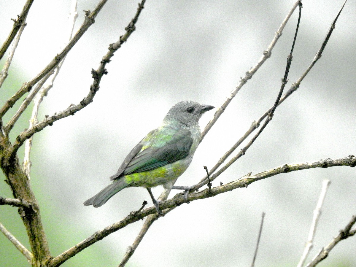 Black-headed Tanager - ML588319421