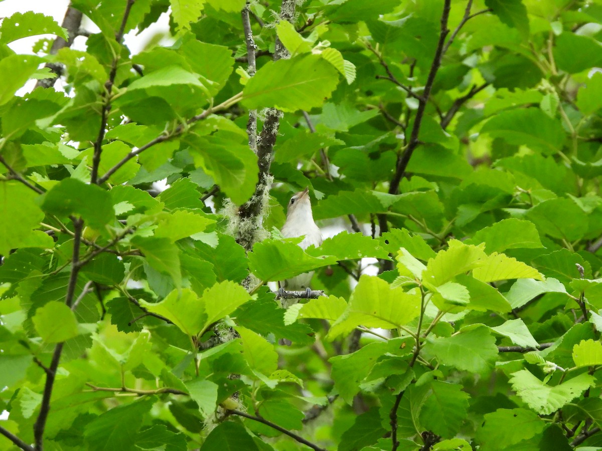 Warbling Vireo - ML588319851