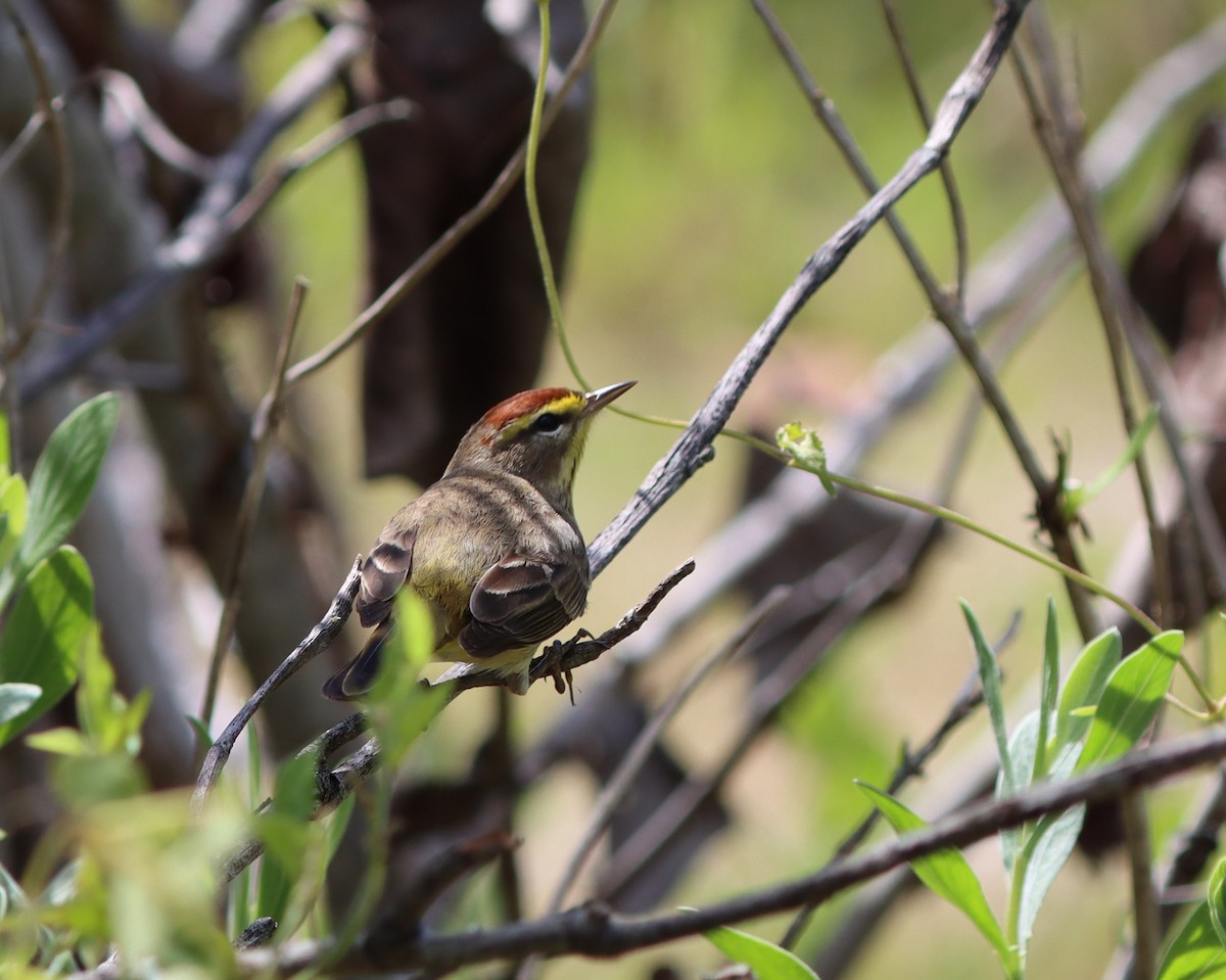 Palm Warbler - ML588320311