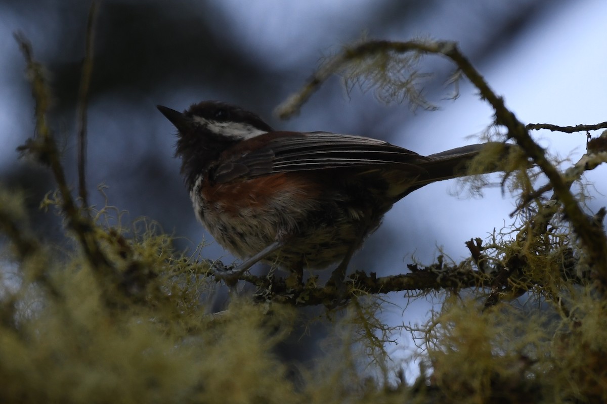 Chestnut-backed Chickadee - ML588320761
