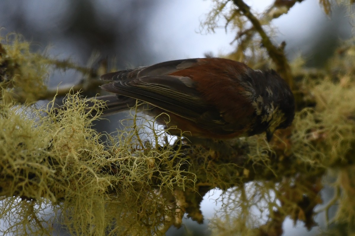 Chestnut-backed Chickadee - ML588320771