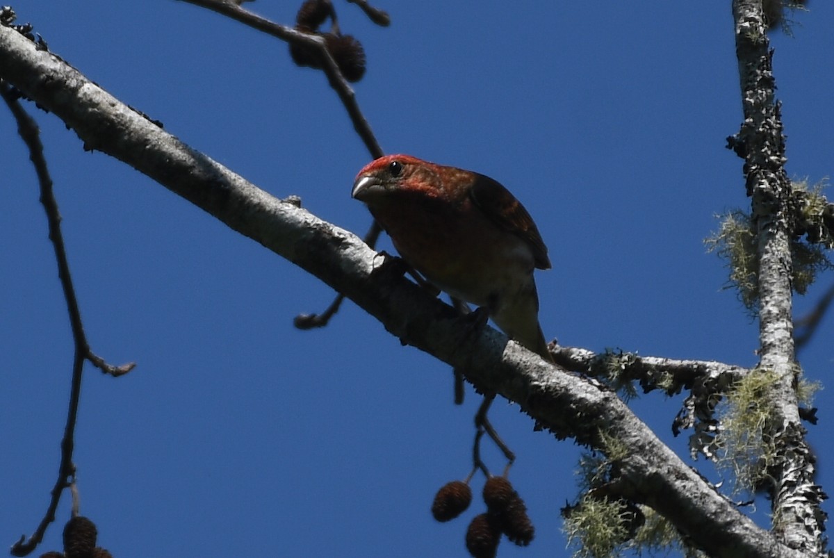 Purple Finch - ML588320801