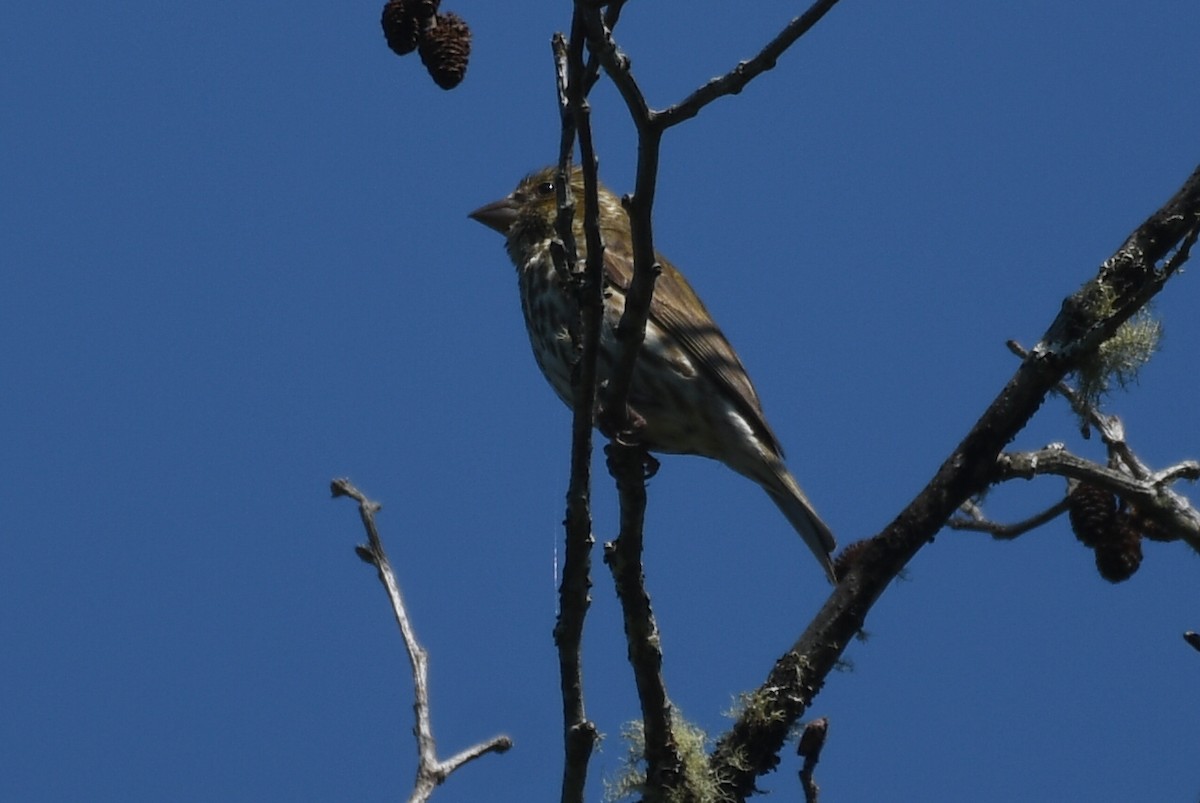 Purple Finch - ML588320811
